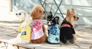 【討論】犬に服を着せる人←どう思います！？