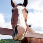 【画像】馬の寝る体勢ワロタ