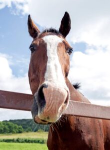 【画像】馬の寝る体勢ワロタ
