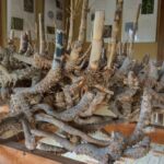 【衝撃画像】竹の正体は・・