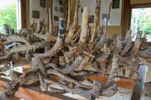 【衝撃画像】竹の正体は・・