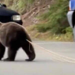 【謎】なんで動物は生肉食べても平気なのに人間はお腹壊すの