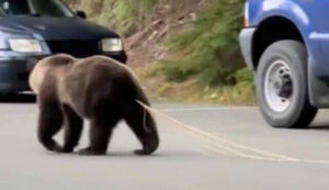 【謎】なんで動物は生肉食べても平気なのに人間はお腹壊すの
