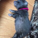 【画像】タヌキの赤ちゃんかわいすぎワロタ