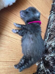 【画像】タヌキの赤ちゃんかわいすぎワロタ