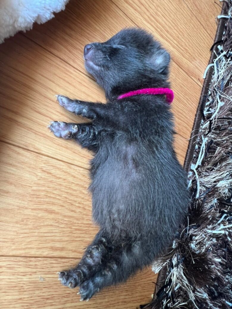 【画像】タヌキの赤ちゃんかわいすぎワロタ