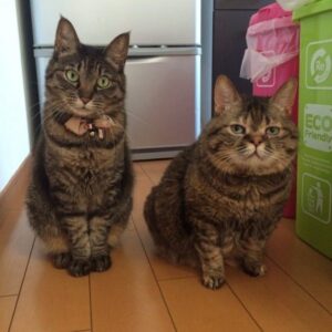 【画像】美人ネコの裏側、三軍ネコの秘密を暴露するで〜！ｗｗｗ