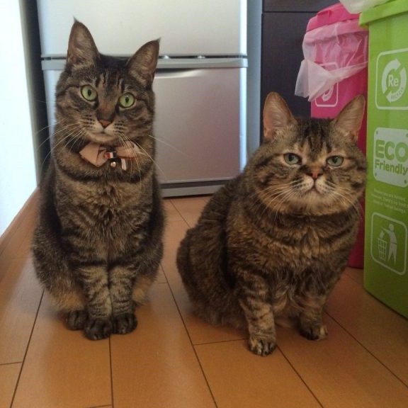 【画像】美人ネコの裏側、三軍ネコの秘密を暴露するで〜!www