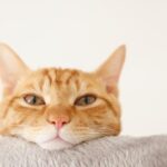 【朗報】ついに猫語が翻訳される時代へｗｗｗｗｗｗｗｗｗｗｗｗｗｗｗｗｗｗ