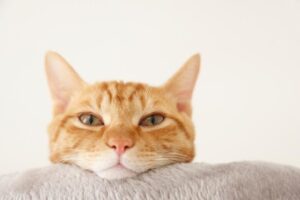 【朗報】ついに猫語が翻訳される時代へwwwwwwwwwwwwwwwwww