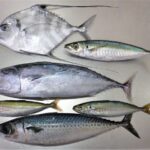 【討論】天然の魚 V.S 養殖の魚  →  どっちがいいかな！？