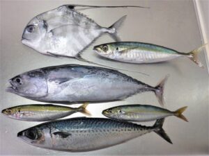 【討論】天然の魚 V.S 養殖の魚  →  どっちがいいかな！？