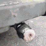 【急募】何度見ても笑えるgif画像