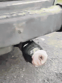 【急募】何度見ても笑えるgif画像