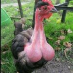 【画像】キン○マみたいな鶏見つかる