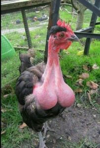 【画像】キン○マみたいな鶏見つかる