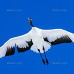 【画像】鶴の頭の赤い部分、想像以上にブツブツじゃん！