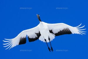 【画像】鶴の頭の赤い部分、想像以上にブツブツじゃん！