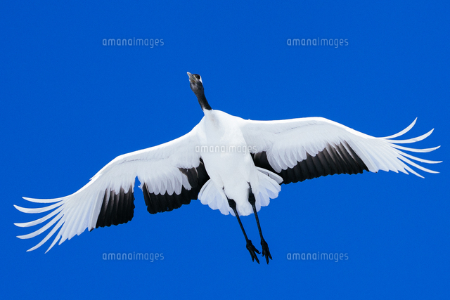 【画像】鶴の頭の赤い部分、想像以上にブツブツじゃん！