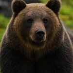 【動画】クマサン、首元を撫でてもらってご満悦