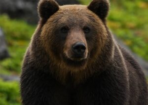 【動画】クマサン、首元を撫でてもらってご満悦