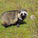 【動画あり】タヌキさん、めちゃめちゃかわいいと話題に