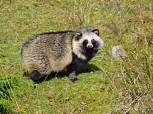 【動画あり】タヌキさん、めちゃめちゃかわいいと話題に