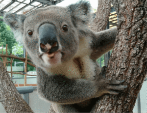 【画像】コアラ、意外と大きい!!