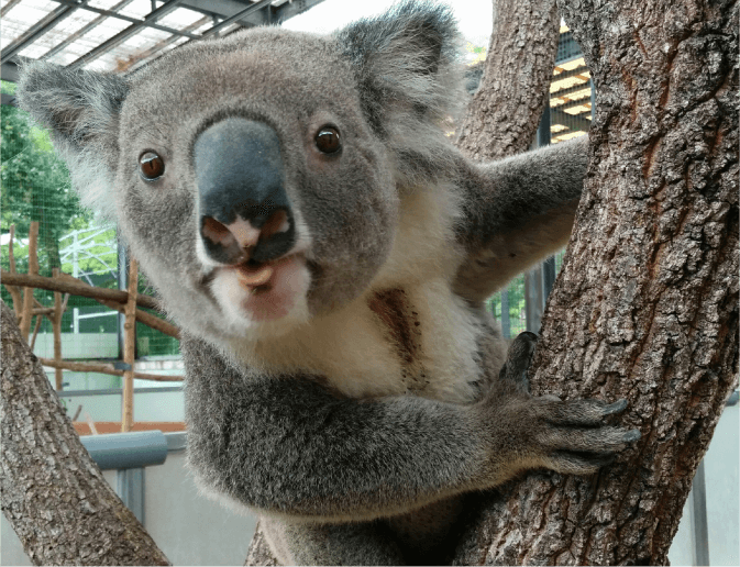 【画像】コアラ、意外と大きい!!