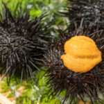 【画像】ウニって謎の卵かな!?