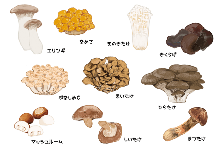【質問】きのこ博士に尋ねます！