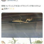 【画像】グラビアアイドル「とんでもなくでかいバッタがいた」