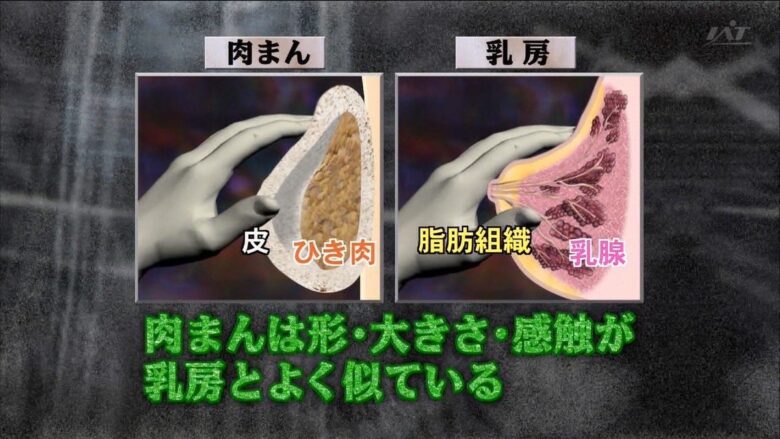 【知ってましたか！？】肉まんとおっぱいは似てるらしい