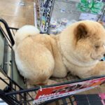 【画像6枚】デカワンチャン、ホームセンターでお買い物！？🛒🐕