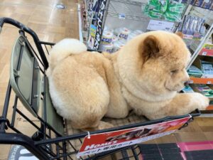 【画像6枚】デカワンチャン、ホームセンターでお買い物！？🛒🐕