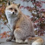 【画像8枚】癒しのキツネと可愛いタヌキ  →  どっちを選ぶ！？