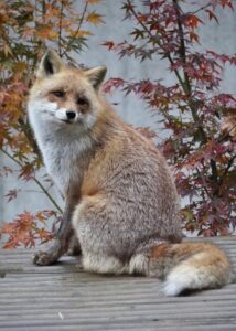 【画像8枚】癒しのキツネと可愛いタヌキ  →  どっちを選ぶ！？