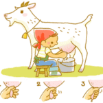 【画像】女性さん、乳搾りを体験する「あったかい…」