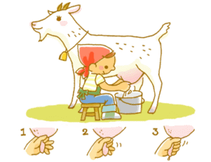 【画像】女性さん、乳搾りを体験する「あったかい…」