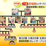 【画像】レッサーパンダの風太くん（存命中）、ヤリチンだった