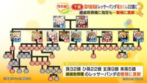 【画像】レッサーパンダの風太くん（存命中）、ヤリチンだった