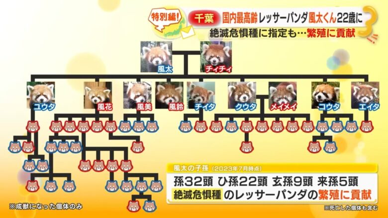 【画像】レッサーパンダの風太くん(存命中)、ヤリチンだった