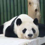 【悲報】中国さん「じゃあもうパンダ貸してあげない😡」
