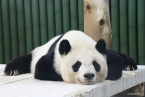 【悲報】中国さん「じゃあもうパンダ貸してあげない😡」